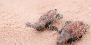 Beach Park registra nascimento de 312 tartarugas-de-pente