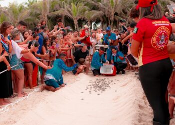 Beach Park registra novo nascimento de 176 tartarugas marinhas