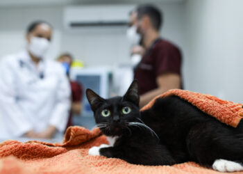 Unifor inicia semestre com novos serviços no Complexo da Medicina Veterinária