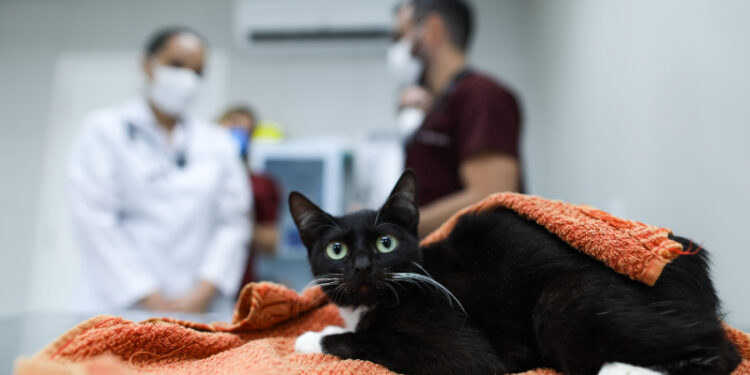 Unifor inicia semestre com novos serviços no Complexo da Medicina Veterinária