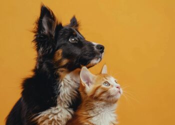 Mercado pet em alta: tecnologia auxilia na gestão de clínicas e hospitais veterinários